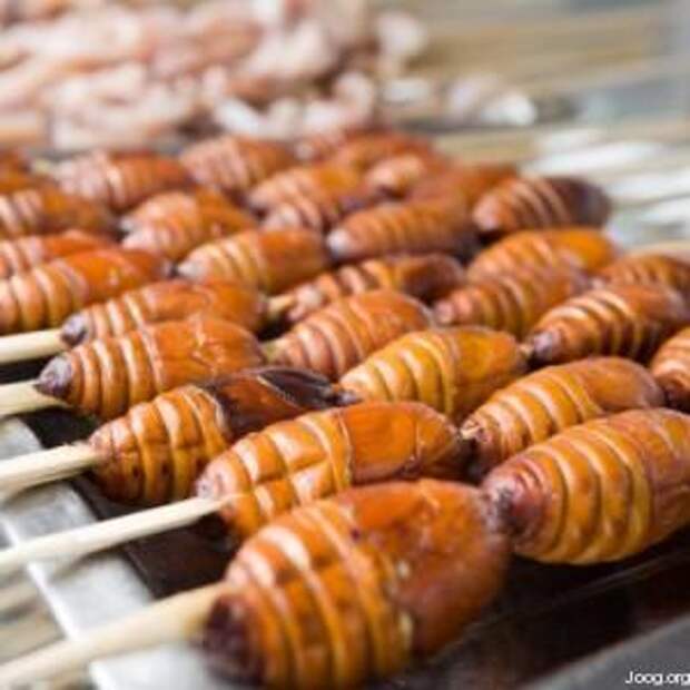 c7cf19e3-812a-4de6-ba69-4bb1d9d09f2b_shutterstock_32225407_geroosterdewormen_eten_insecten_maaltijd_LR