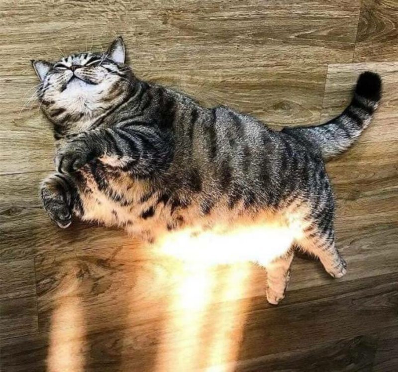Субботний котопост коты, кошки, приколы с котами., смешные коты
