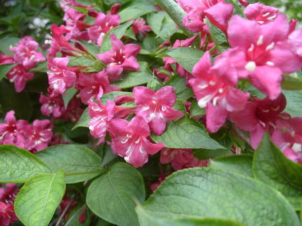 Weigela Eva Rathke