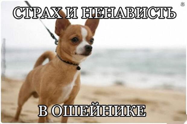 Безумные весёлости с людьми и животными 37