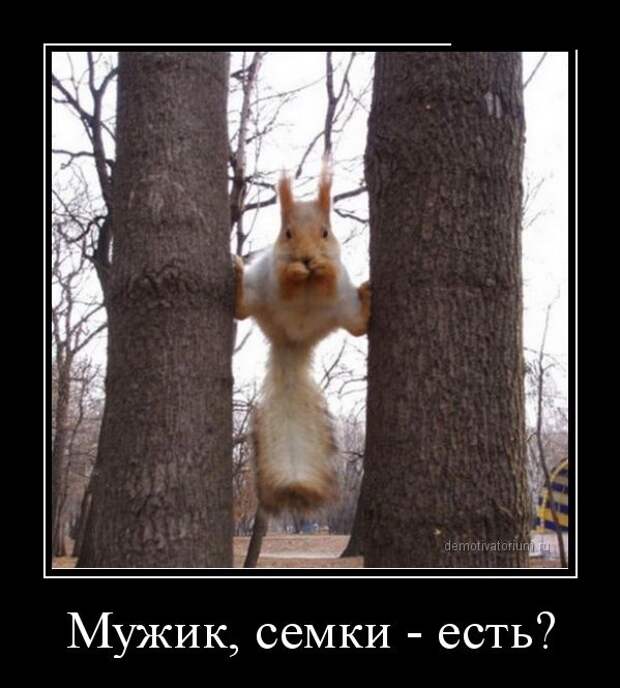 Подборка демотиваторов Подборка демотиваторов демотиваторы, юмор