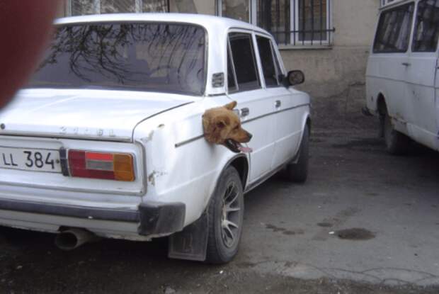 собака в багажнике