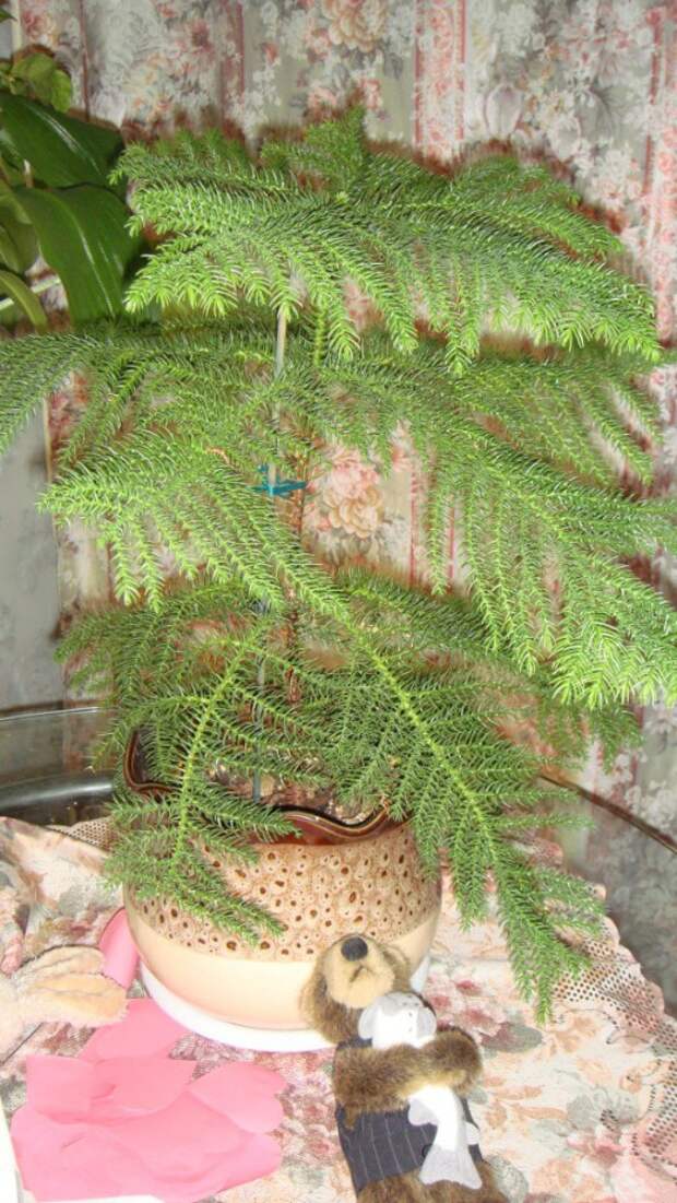 Араукария (Araucaria)