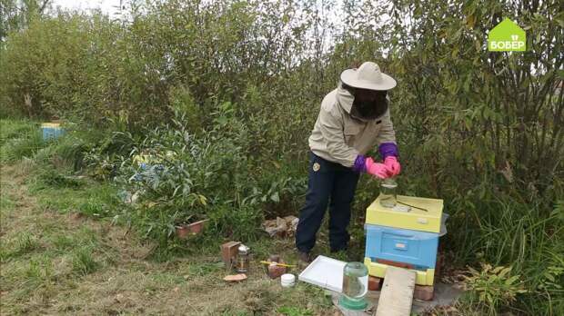 Обрабатываем улей от пчелиного клеща