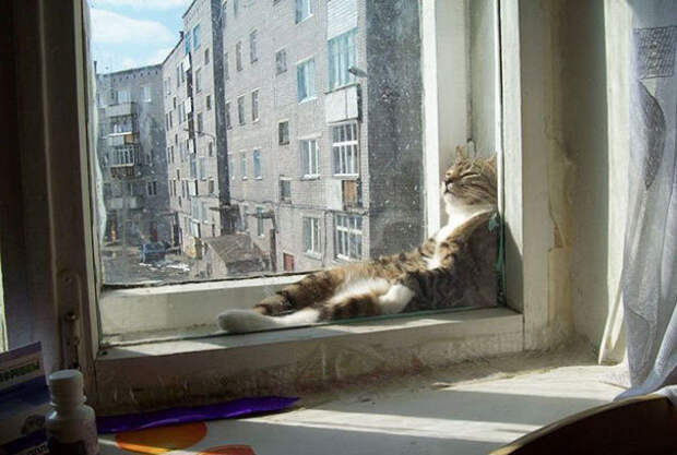 Спящие живтоные