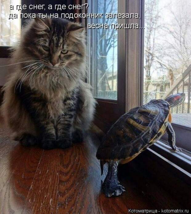 Котоматрица недели (31 фото)