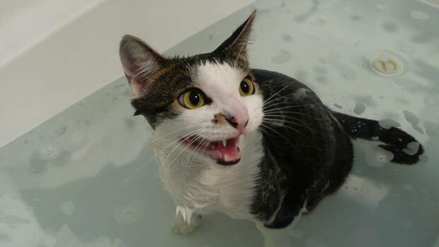 коты обожающие воду