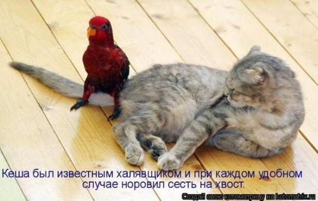 Котоматрица Котоматрица