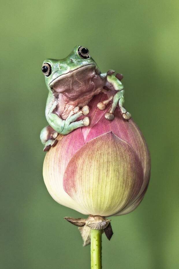 Mandatory Credit: Photo by Lessy Sebastian/Solent News/REX Shutterstock (3438887f) Frog on a flower Green frogs appear to exercise using a branch, Jakarta, Indonesia - Nov 2013 *Full story: http://www.rexfeatures.com/nanolink/ofd5 These green tree frogs are enjoying an intense gym workout by lifting their own bodyweight performing pull-ups on a branch. The acrobatic frogs even use a vertical branch to hang themselves off sideways, displaying immense strength and bulking up their muscles. In another photo, one frog poses proudly with a cap on after a fitness session - using a petal from a lotus flower. Professional photographer Lessy Sebastian, 50, captured these amazing photographs when he spent the afternoon in his garden. He bought the frogs from a reptile shop almost a year ago and keeps them in his pond in Jakata, Indonesia. Lessy said: "Usually every weekend I have an opportunity to photograph them and watch them play on a tree branch and jump on a lotus flower to a rest".