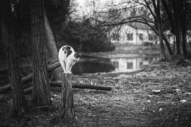Кошки, которые сидят в неудобных местах: фотопроект Sabrina Boem Кошки, которые сидят в неудобных местах: фотопроект Sabrina Boem