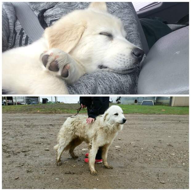 Great Pyrenees Rescue