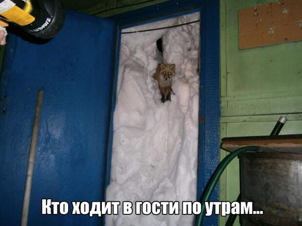 Прикольные картинки. Вечерний выпуск (69 фото)