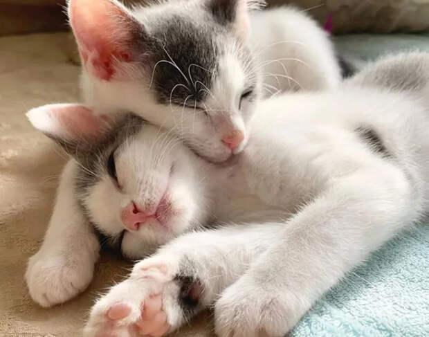Без кота и жизнь не та