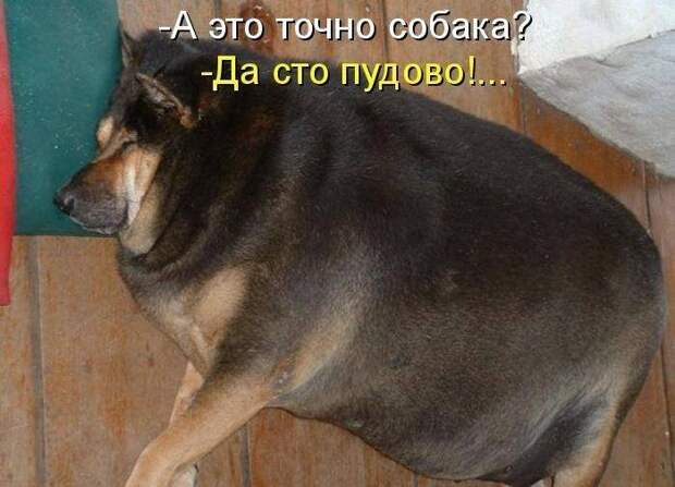 Смешные картинки про собак Смешные картинки про собак