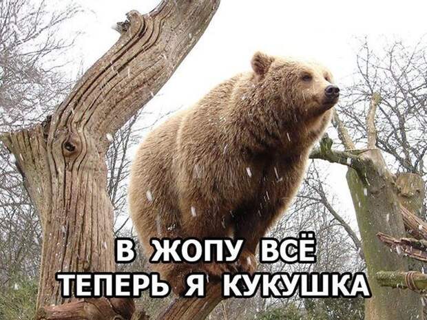 Веселые картинки с надписями до слез (12 фото) Веселые картинки с надписями до слез (12 фото)