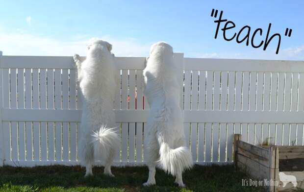 52 Snapshots of Life Challenge: Great Pyrenees - Teach
