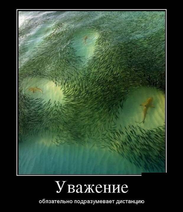 Немного демотиваторов с "бородой" демотиваторы, прикол, юмор