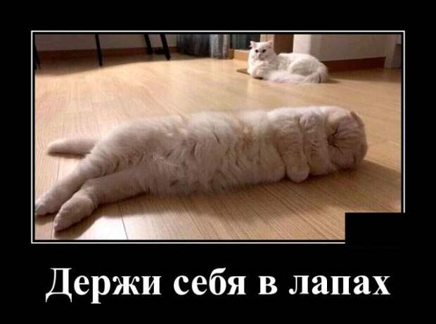 demotivatory-kartinki-smeshnye-kartinki-fotoprikoly