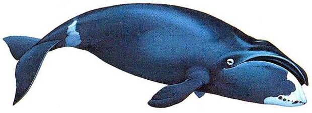 Полярный, или гренландский кит (Balaena mysticetus), рисунок картинка