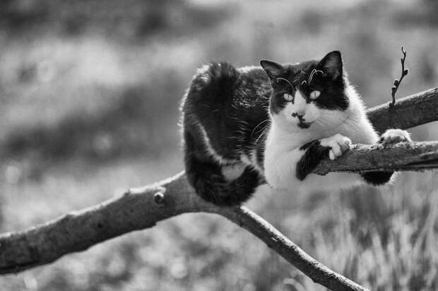 Кошки, которые сидят в неудобных местах: фотопроект Sabrina Boem Кошки, которые сидят в неудобных местах: фотопроект Sabrina Boem