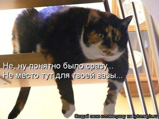 Лучшая котоматрица недели (35 фото)