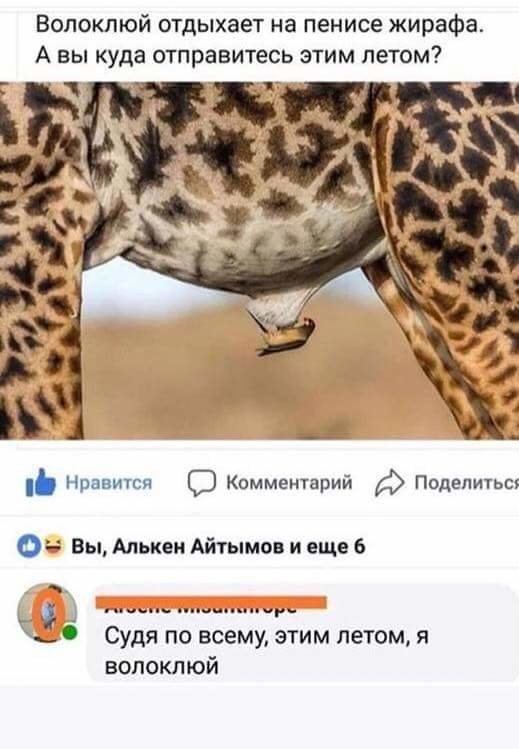 Смешные комментарии из социальных сетей комменты, соцсети, юмор