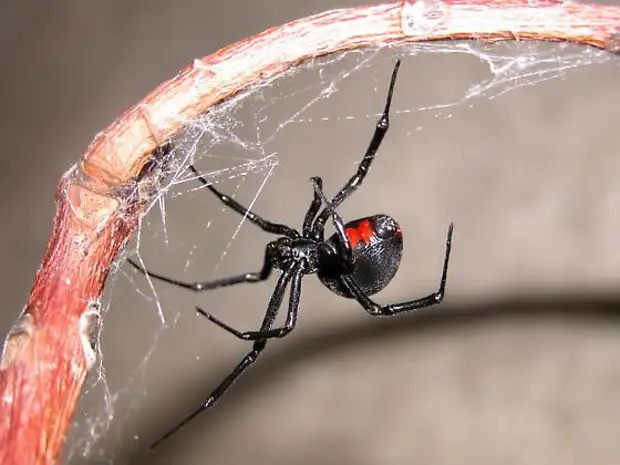 У какого паука черная паутина. Чёрная вдова паук паутина черная. Чёрная вдова паук самка. Чёрная вдова паук паутина. Чёрная вдова паук самец.