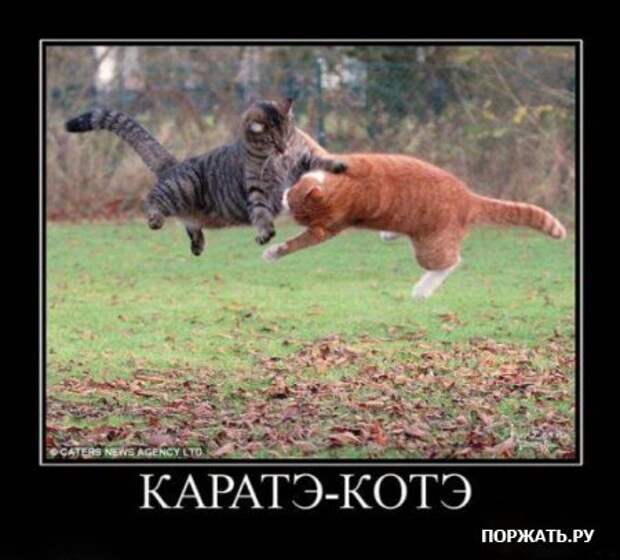 Демотиваторы про котэ (30 фотэ)