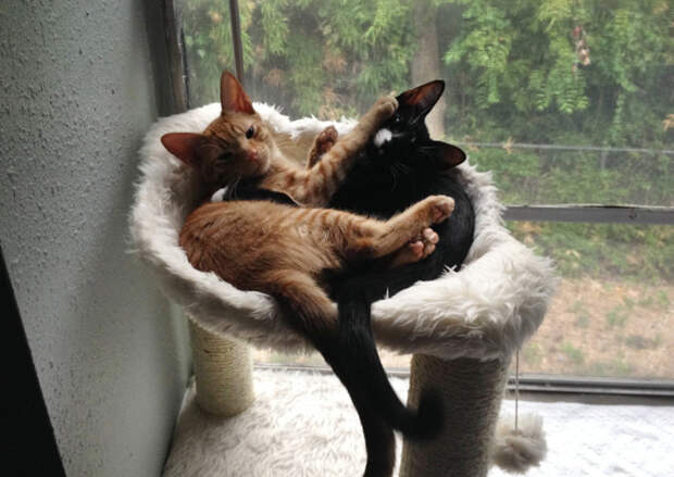 adopted-cats-sleeping-together-hammock-barnaby-stoche-20