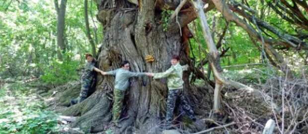 Белая ива из Самарской области стала претендентом на звание "Дерево года"