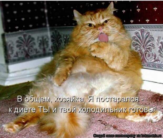 Котоматрицы (картинки с надписями)