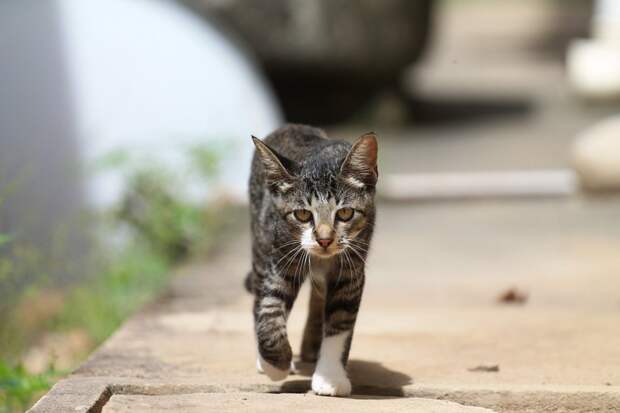 Кошка идет по улице фото