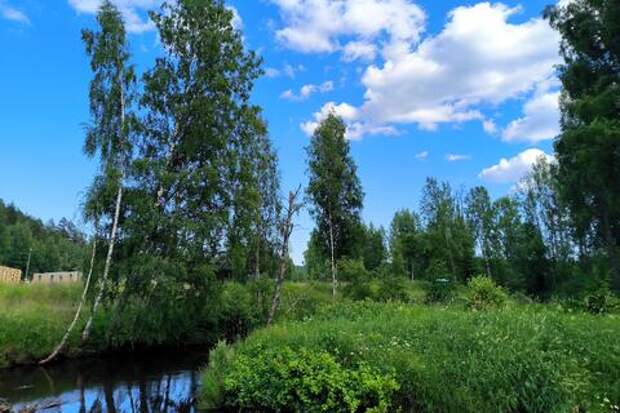 Сезон пыльцы: врачи советуют лечить аллергию радикально