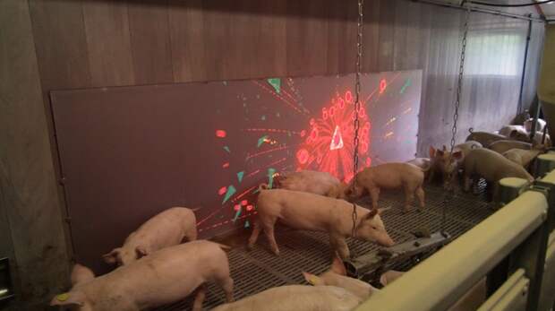 Настенный интерактивный дисплей в загоне для свиней животные, факты