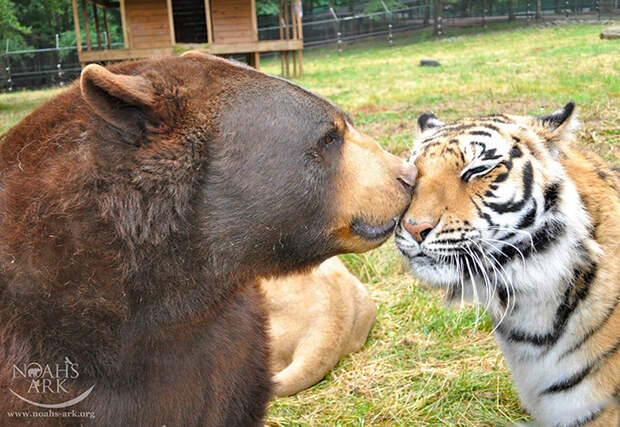 Черный медведь, африканский лев и бенгальский тигр живут в дружбе и гармонии.