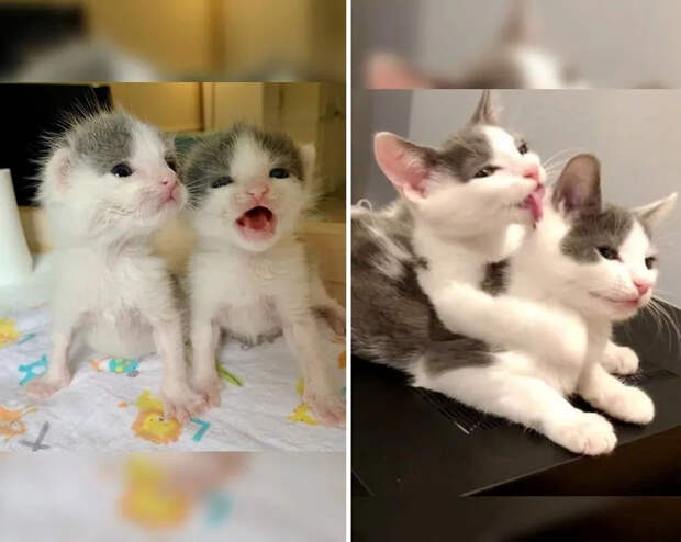 Без кота и жизнь не та