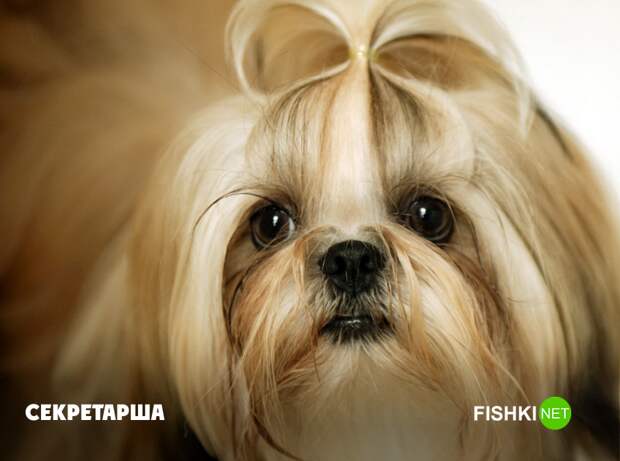 Милота Милота животные, юмор