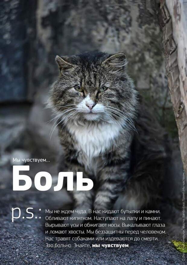 Мы чувствуем, душераздирающий проект о бездомных животных