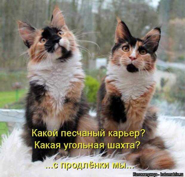 Забавные котоматрицы