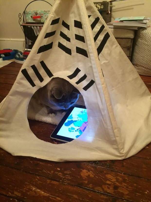 разбалованные кошки