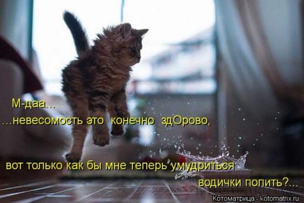 Котоматрицы