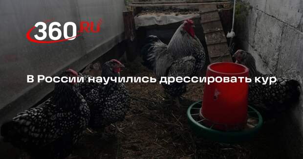 РБК: в Московском зоопарке стали учить кур давать лапу