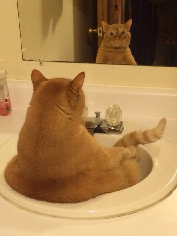 Кошки у зеркала животные, зеркало, коты