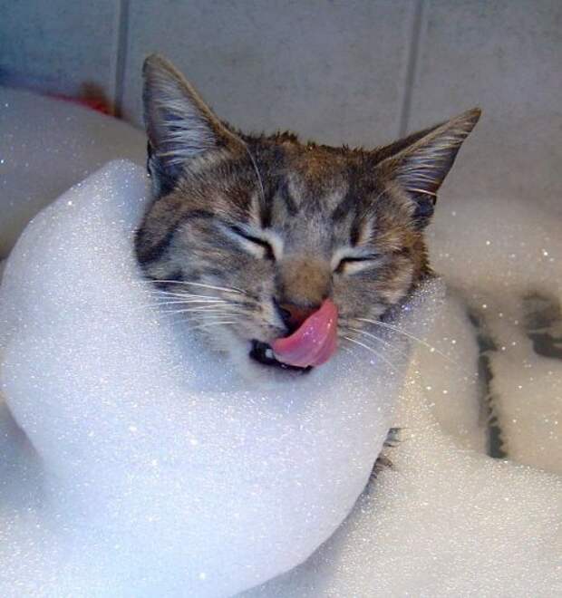 Неправильные коты  вода, кот