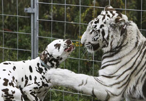21 самый трогательный пример дружбы среди диких и домашних животных
