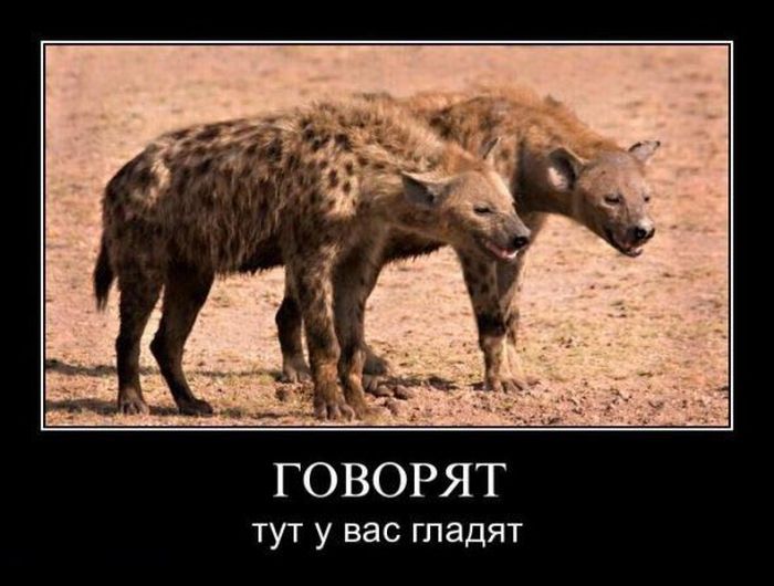 Демотиваторы (34 фото)