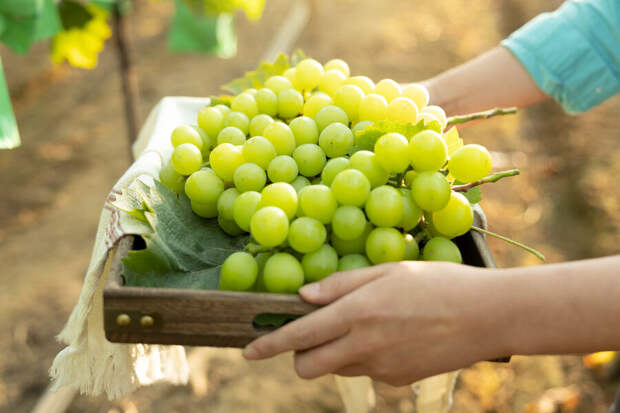 Врач Ковалева: виноград «шайн мускат» опасен при проблемах с ЖКТ и диабете