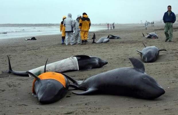 В Японии более 130 дельфинов выбросились на берег дельфин, япония