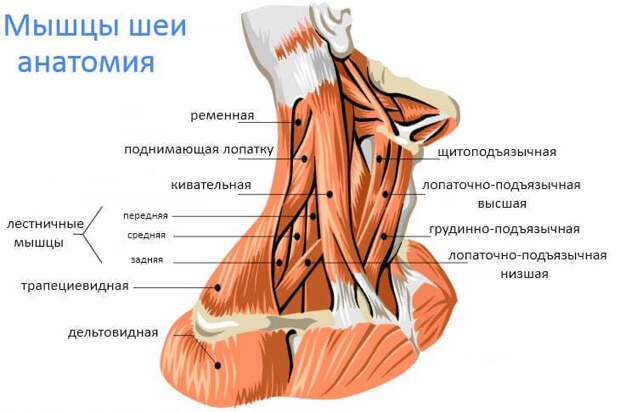 Упражнение «Зеркало»: быстрая и эффективная методика при болях в шее