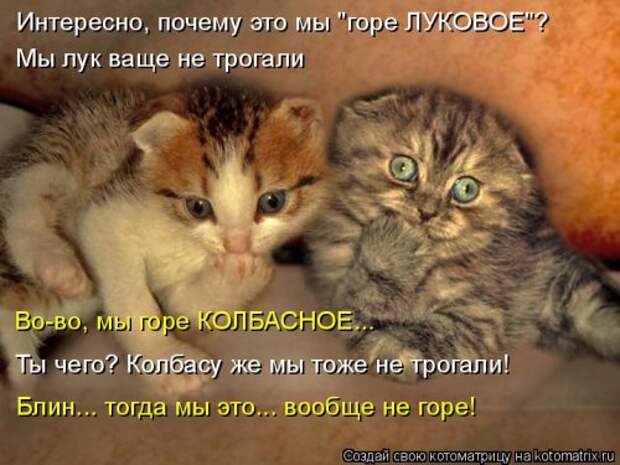 Новая котоматрица (30 фото)